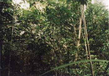 Amazone forest