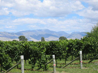 Malborough vineyards